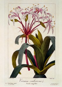 Crossyne红着脸，1836（手工着色雕刻） 作者 Pancrace贝萨